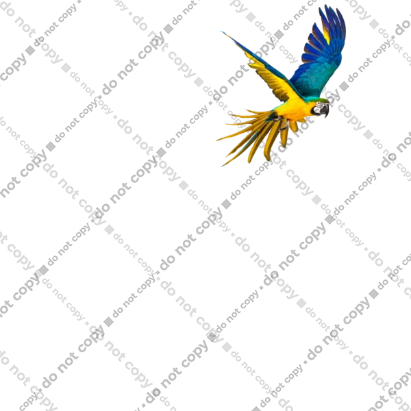 Папуга українець