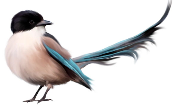Красива Пташка З Блакитним Хвостом