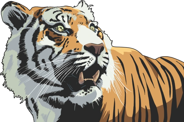 Погляд тигра