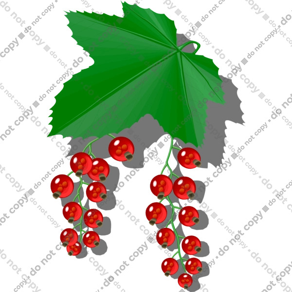 Порічки Червоні