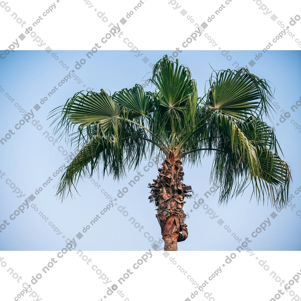 Пальма на тлі неба