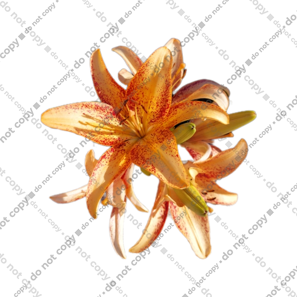 Оранжева лілія