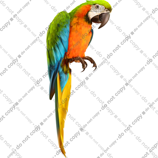 Just A Parrot