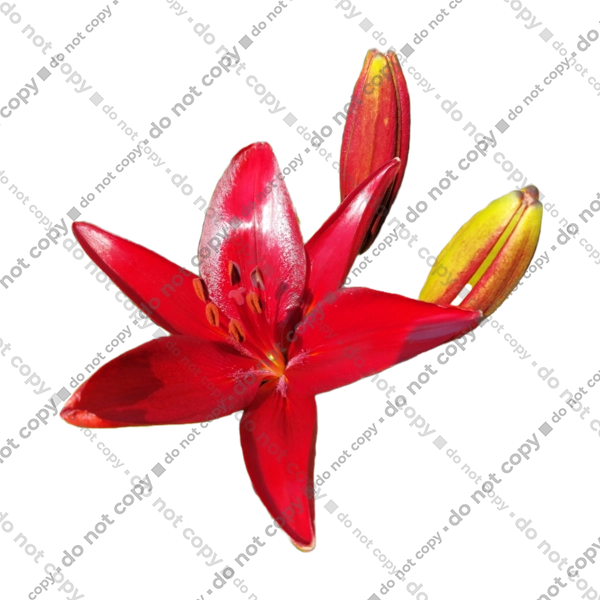 Червона лілія