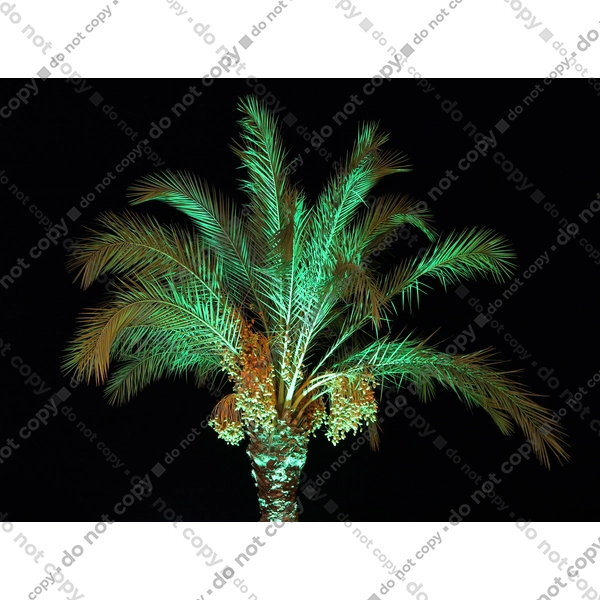 Фінікова Пальма Вночі