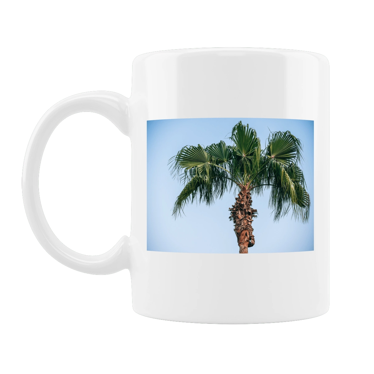 Пальма на тлі неба